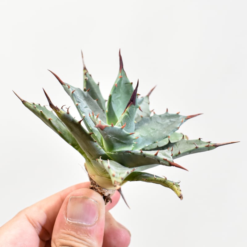 アガベ hybrid イシスメンシス×エボリスピナ/甲蟹X妖炎 【台湾