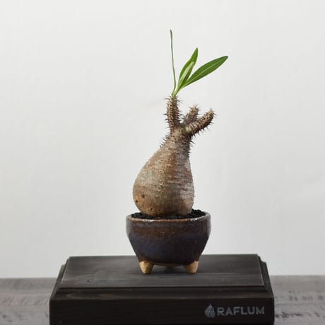 パキポディウム グラキリス 【発根済！こんもりとした良型！イチ押しの株を是非！】RF22475