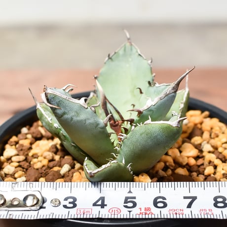 アガベ チタノタ  フェニックス "鳳凰"【発根済み/子株】C RF240004