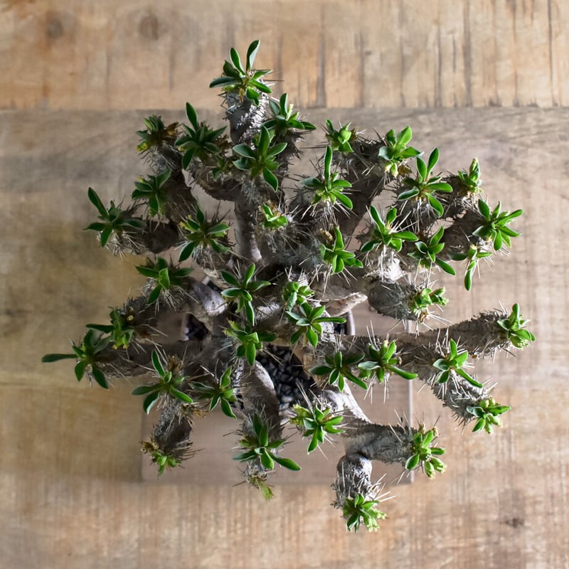 ユーフォルビア・ギラウミニアナ【イチ押し！希少な良型を厳選販売