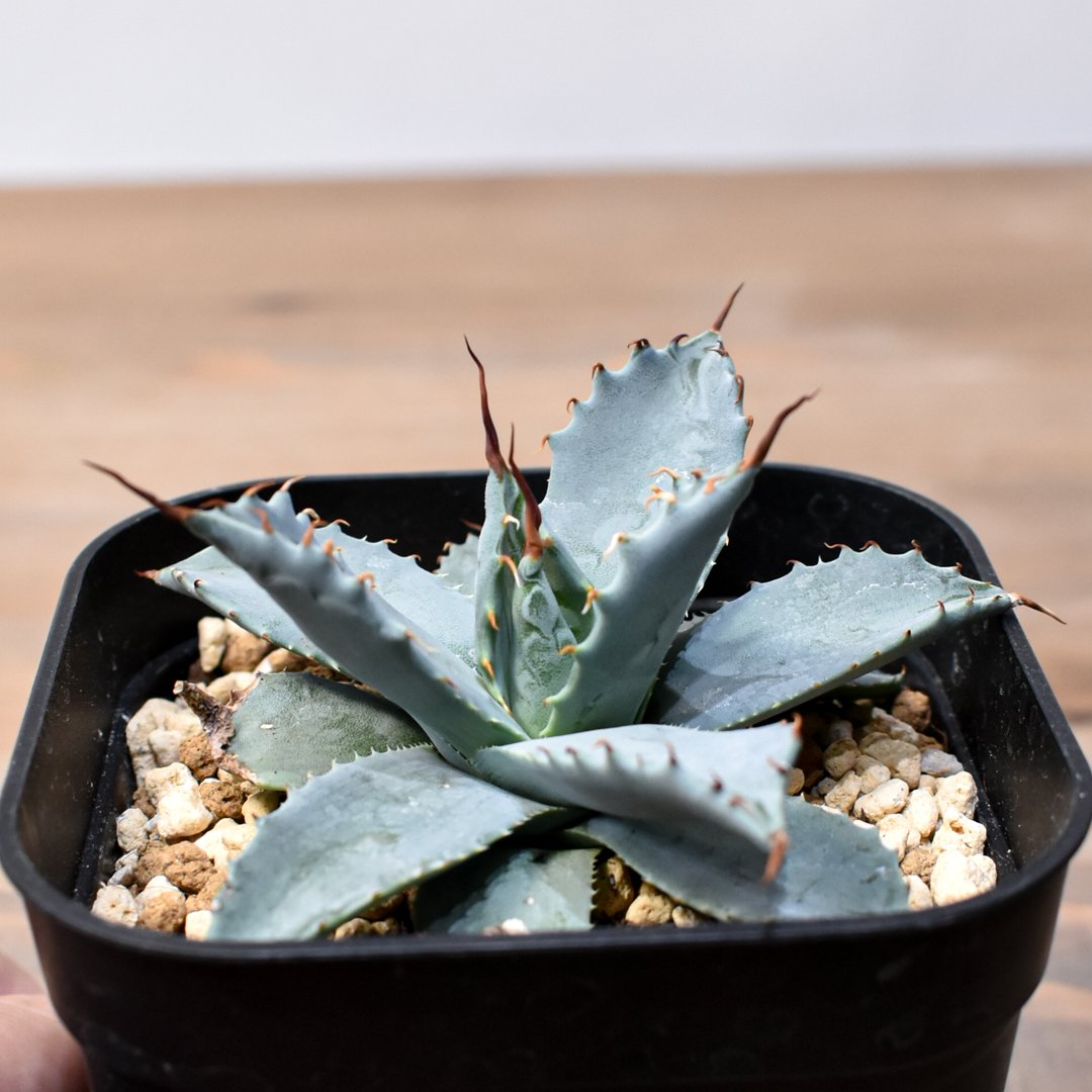 アガベ ハイブリット 日系イシスメンシス×象牙妖炎（陽炎エボリ