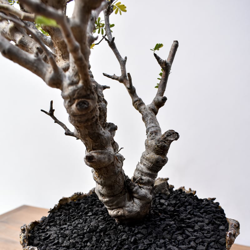 センナ　メリディオナリス　大株　国内管理4年 センナ メリディオナリス 大株 国内管理4年 センナ メリディオナリス