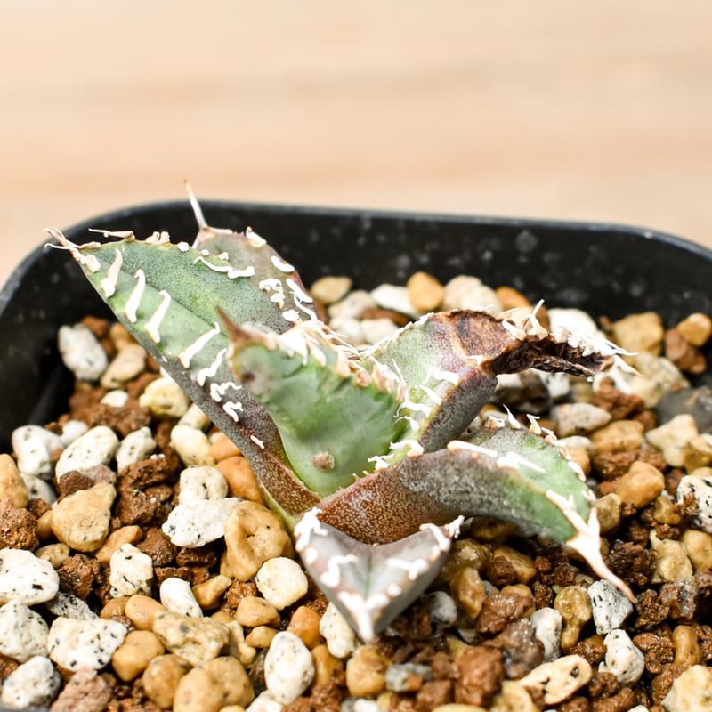 強刺台湾ゴジラ 激締り コンパクト チタノタ アガベ チタノタ ゴジラ 