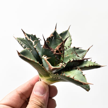 アガベ緑犀牛 | STORES