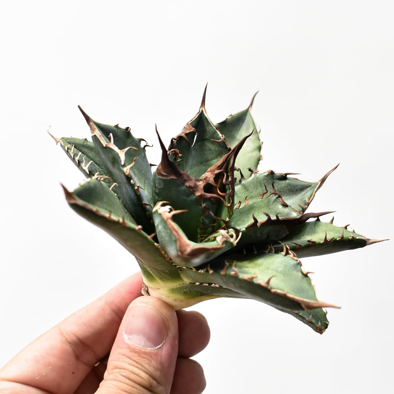 アガベ チタノタ 