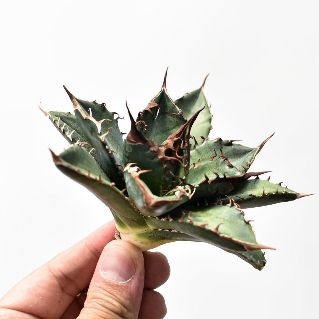 アガベ チタノタ 緑犀牛 Agave 悪魔 ブツブツ アガベ チタノタ 