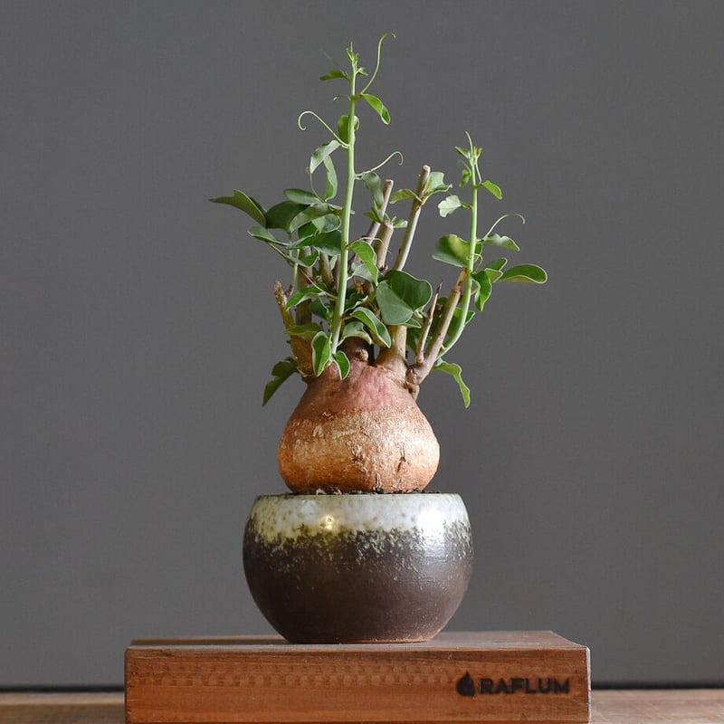 アデニアスピノーサ【人気急上昇！！希少なこんもり株を厳選して