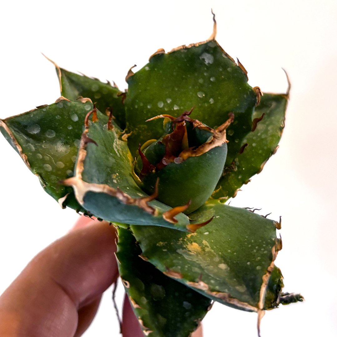 アガベ チタノタ ハデス / 黒帝斯、恐竜牙歯 【台湾 dragon agave産/TC