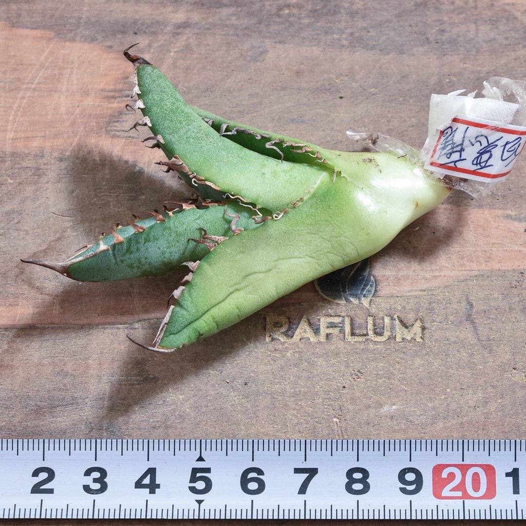 アガベ　チタノタ　白悪魔　Solo agave産 アガベ チタノタ 