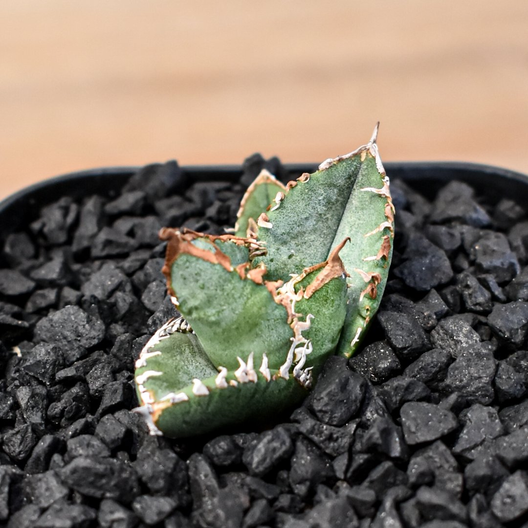 アガベ 星空 shi-hao 子株 アガベ チタノタ Shi-hao 