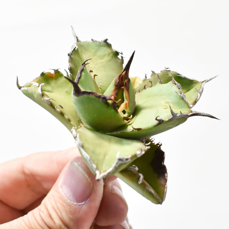 アガベ チタノタ 虎鯨 