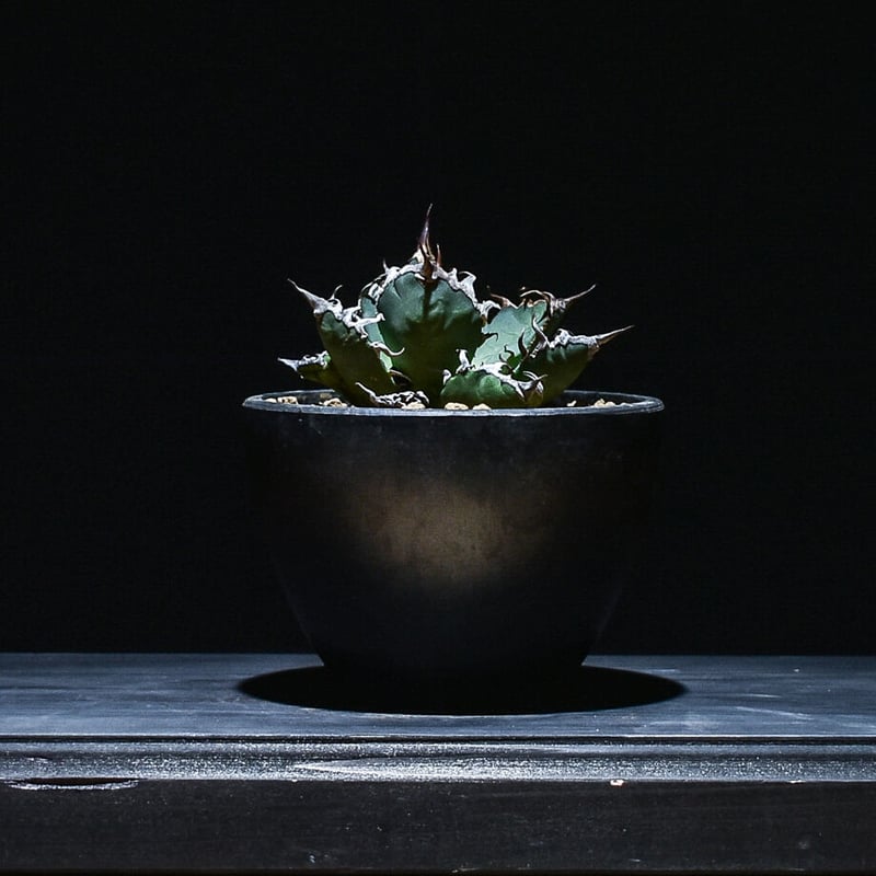 アガベ チタノタ シーザー (発根済み) RF22676 | RAFLUM / ラフラム｜東