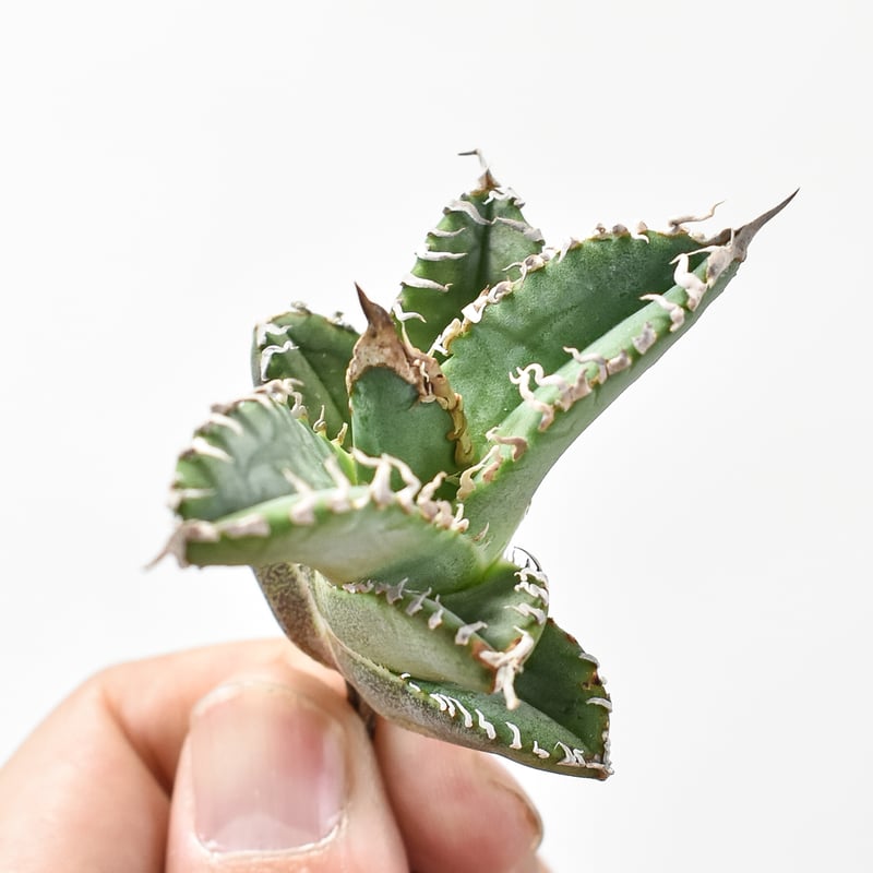 台湾ゴジラ アガベ・チタノタ 台湾GODZILLA アガベ チタノタ ゴジラ 