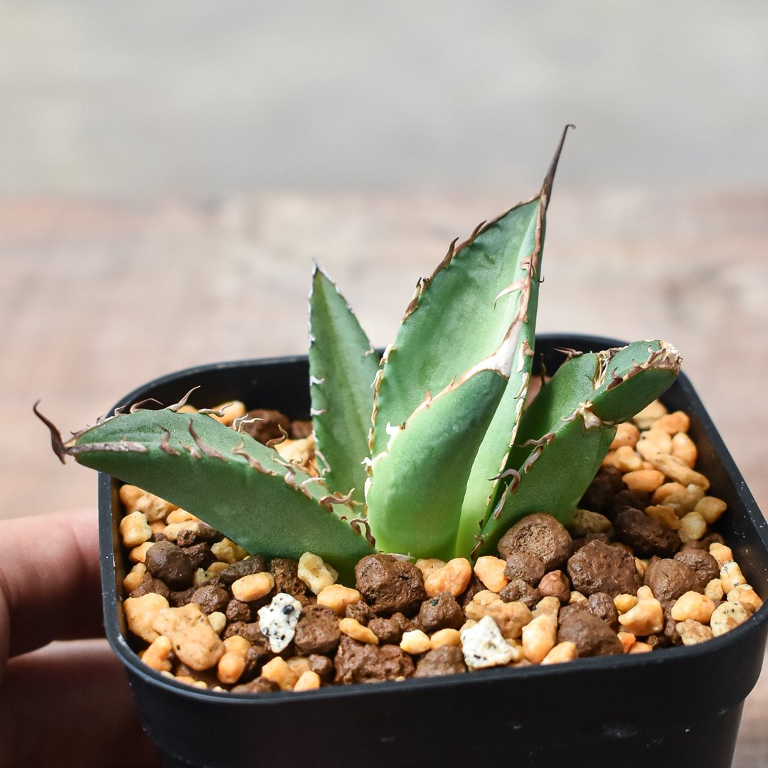 アガベ チタノタ 