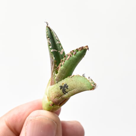 アガベ チタノタ "麻花" 【台湾huplants2010産/子株販売】RF25011621
