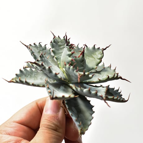 アガベ ハイブリット 特白肌怒雷神×象牙妖炎（陽炎エボリ）【台湾botanical_seeker産/選抜株】RF25011585