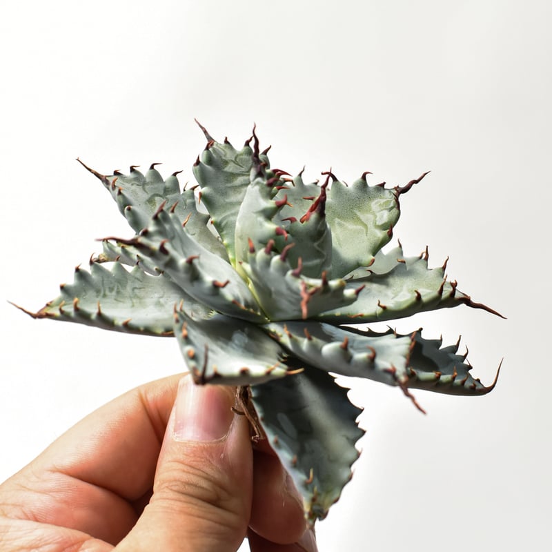 アガベ ハイブリット 特白肌怒雷神×象牙妖炎（陽炎エボリ）【台湾