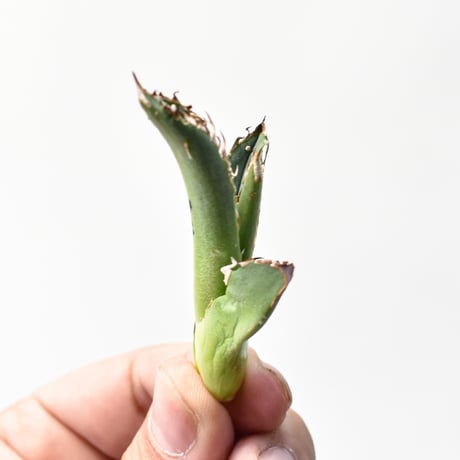 アガベ チタノタ "麻花"【台湾huplants2010産/子株販売】RF25011620