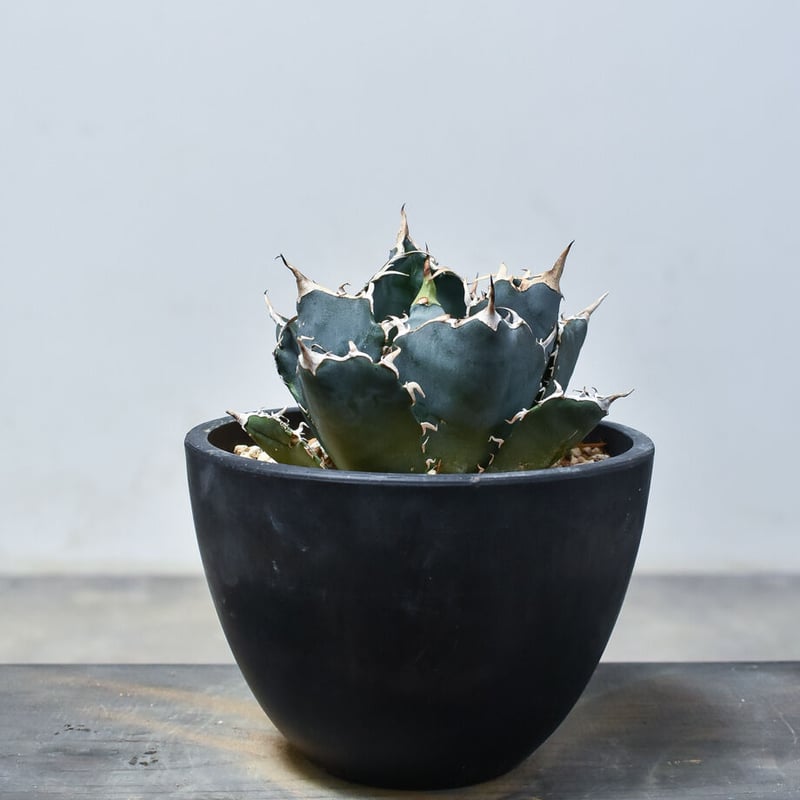 アガベ チタノタ 