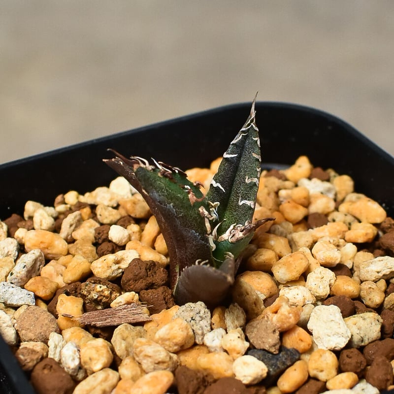 アガベ チタノタ 