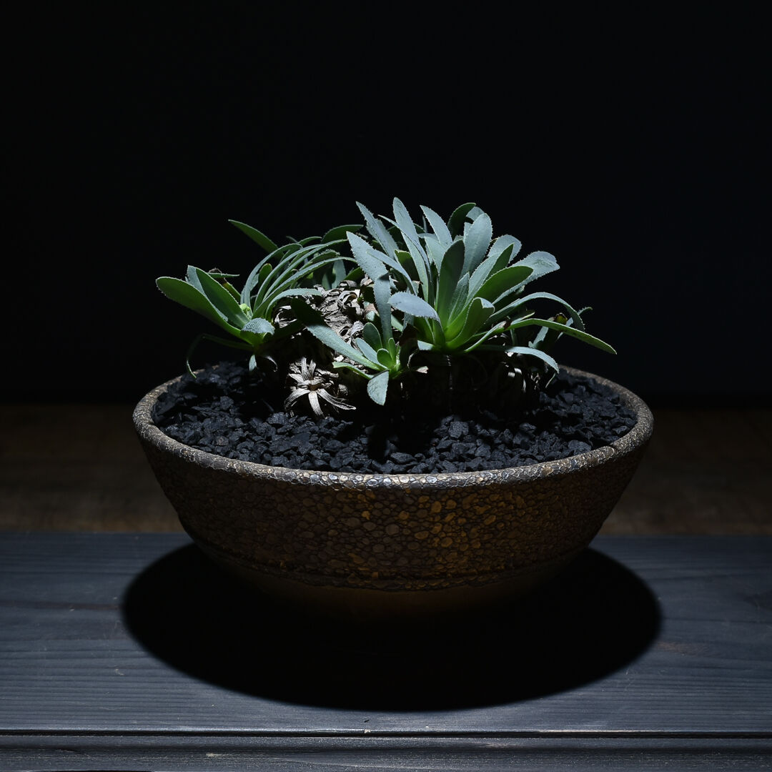 オトンナ レトロルサ（発根済み） RF230007 | RAFLUM / ラフラム｜東京