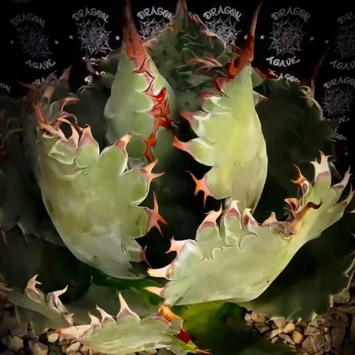 アガベ　ハイブリッド　イシスメンシスxパラサナ アガベ イシスメンシスxパラサナ | mana's farm:塊根植物