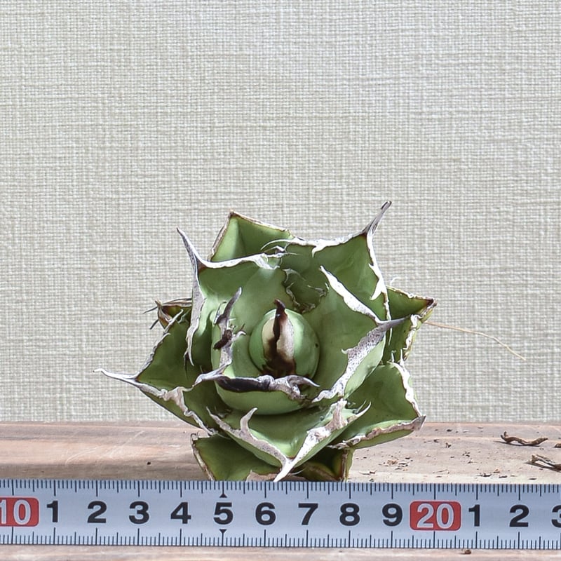 アガベ チタノタ 