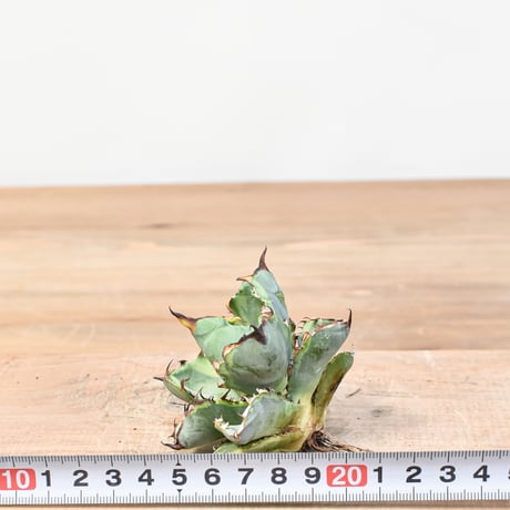 アガベ チタノタ "ブルーダイヤモンド" / "黄覆輪斑"【台湾 dragon agave産/抜き苗/中株】RFDG25011038