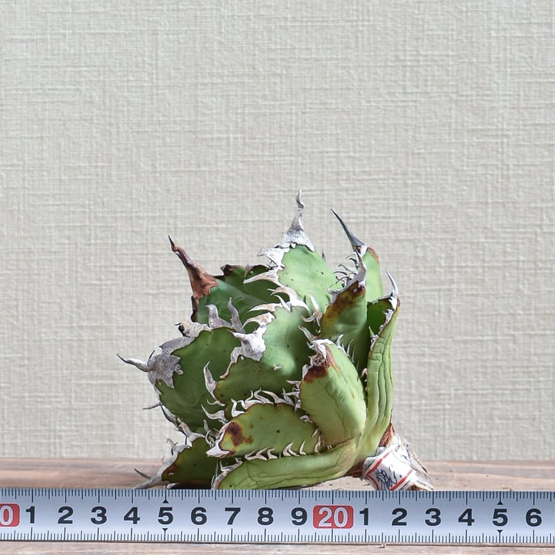 アガベ チタノタ チーター 