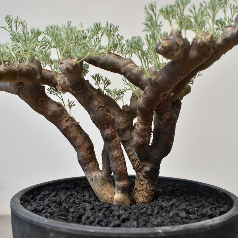 サウコカウロン ムルチフィズム(休眠移行中) サウコカウロン ムルチフィズム(休眠移行中)