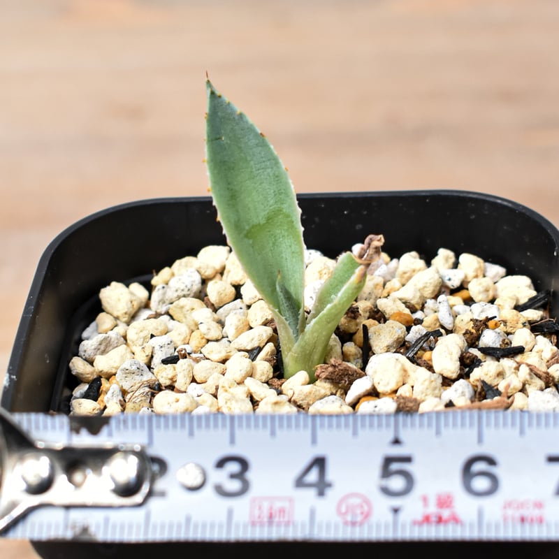 アガベ ハイブリット 