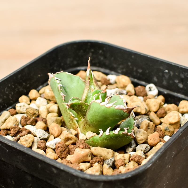 CJ血統 アガベ ハイブリッド 屈原 × 甲蟹 子株③ Lize血統ハイブリッド