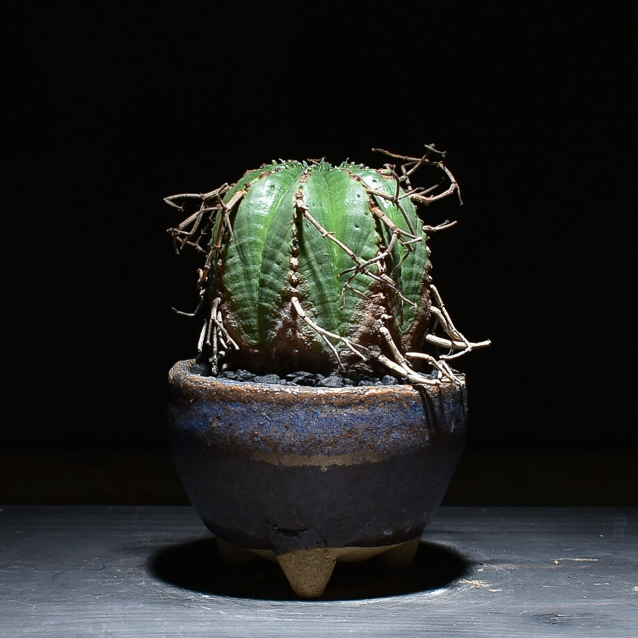 大株　木質化　オールド　ホリダ × バリダ 交配種　鉢のまま発送　ユーフォルビア 大株 木質化 オールド ホリダ × バリダ 交配種 鉢のまま発送