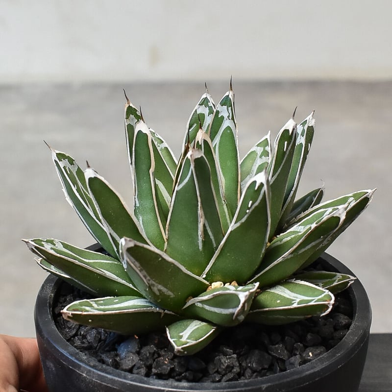 アガベ ビクトリアレジーナ 