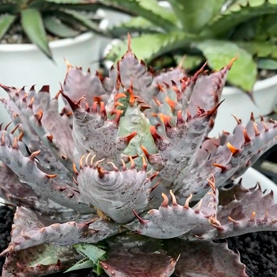 AP アガベ　特白肌×血妖　血羅刹 ⚡️Agave hybrid⚡️ 血羅刹 特白肌怒雷神×血妖 小さい時からスクエア アガベ