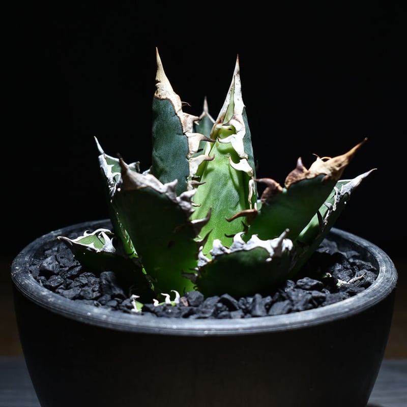 アガベ チタノタ 