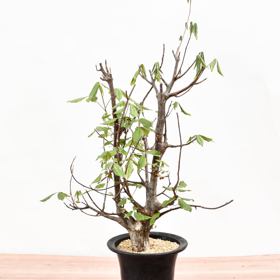 6a2c2cbe2a10e43f2d0edecb