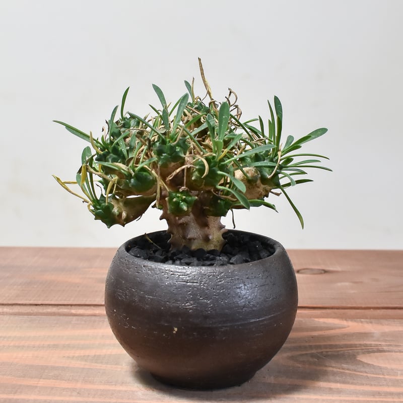 ユーフォルビア ガビザン 