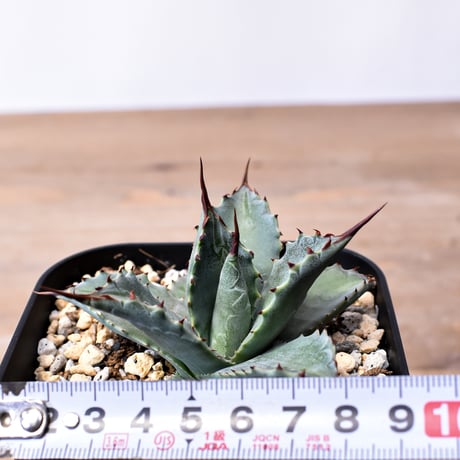 アガベ ハイブリット 曙光 ×（パラサナ、イシスメンシス）【台湾botanical_seeker産】L RF25011583