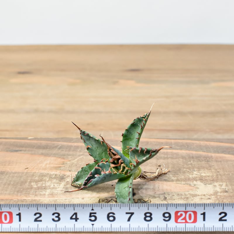 ユタエンシス エボリスピナ×ブラックアンドブルー【カリフォルニア産