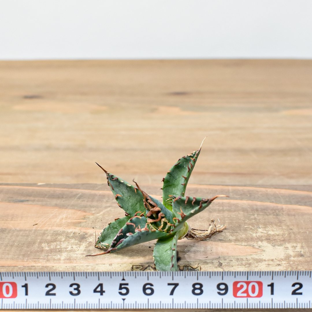 ユタエンシス エボリスピナ×ブラックアンドブルー