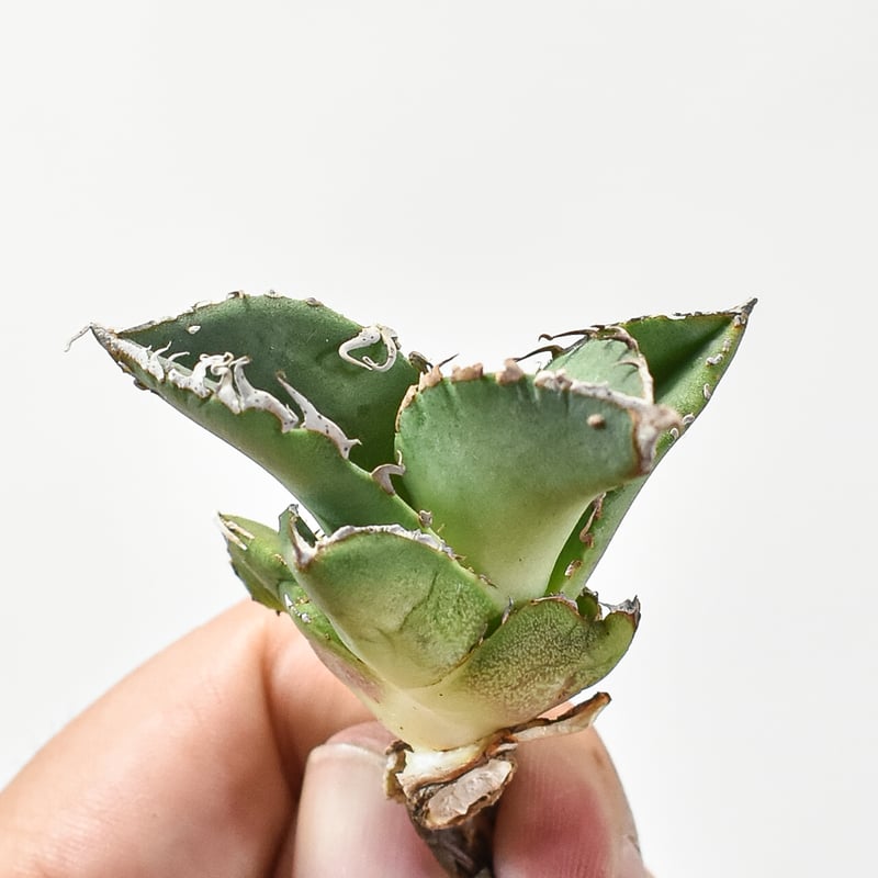 【goodtaniku】Gt台湾星空/Dennis 018 OC子株 goodtaniku】Gt台湾星空/Dennis 018 OC子株