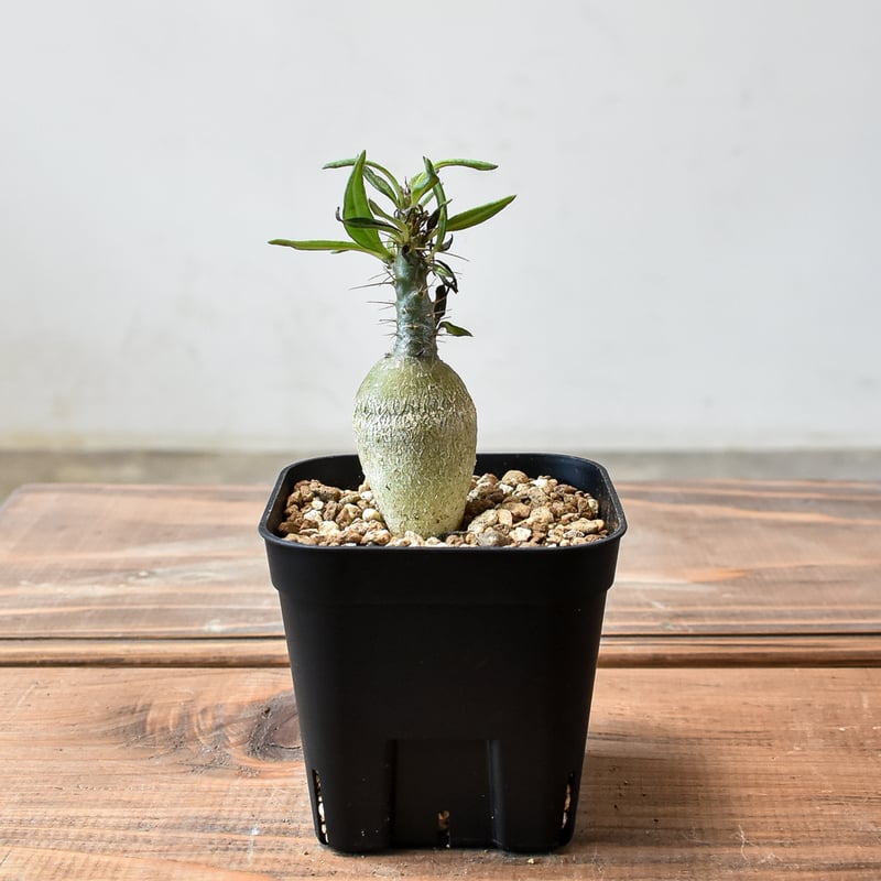 グラキリス　塊根　現地球　サキュレンタム種子10粒プレゼント グラキリス 塊根 現地球 サキュレンタム種子10粒プレゼント