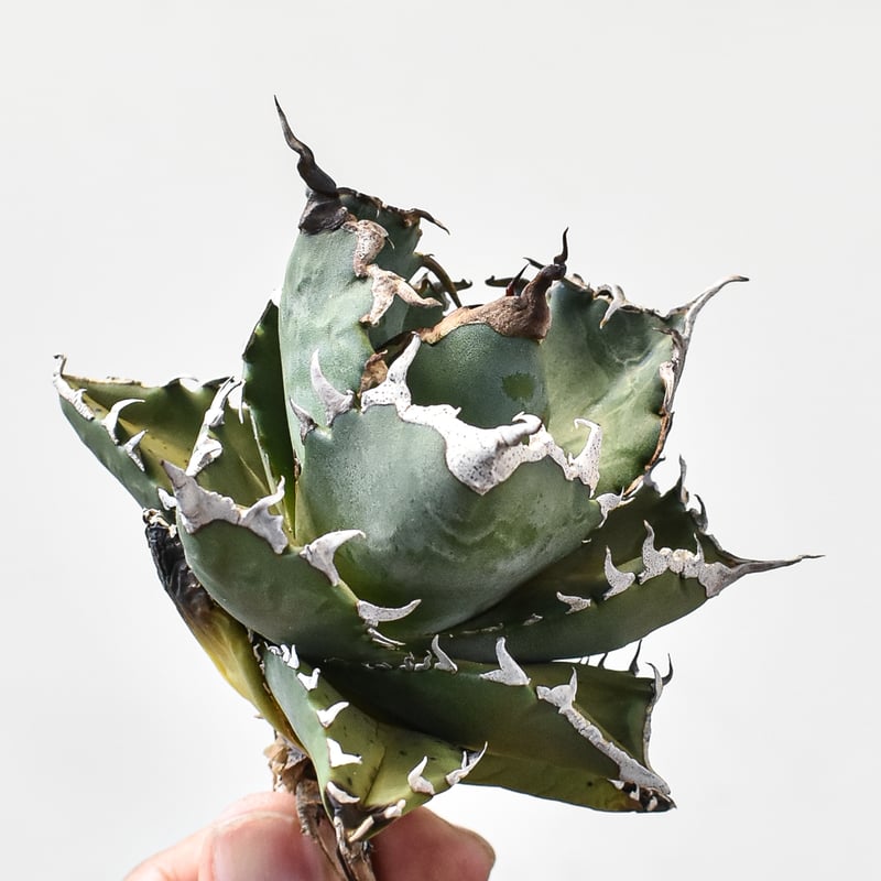 アガベ チタノタ ソーラーエクリプス 