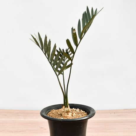 【国際希少野生動植物種登録票付】エンセファラルトス レーマニー RFHK-388