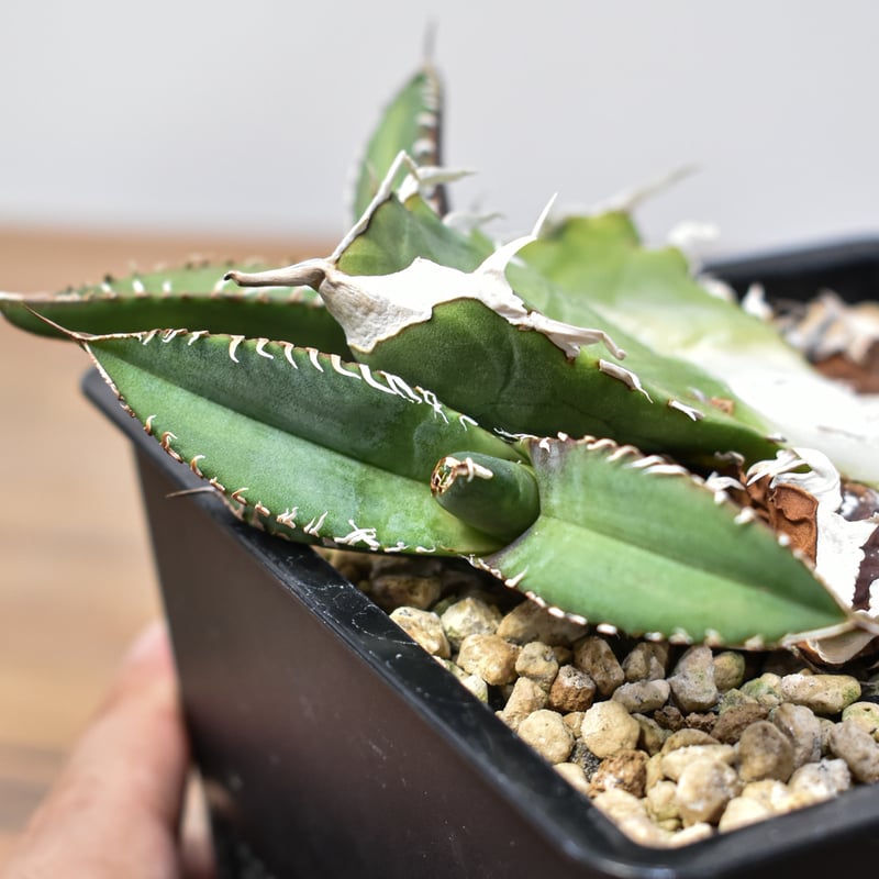 【親株コレクション】SAD アガベ　チタノタ　sad 親株コレクション】SAD アガベ チタノタ sad アガベ・チタノタ「SAD