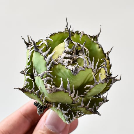 アガベ チタノタ  フィリグリー"精品 圓葉拇指"【台湾 dragon agave産/抜き苗/中株】427 DGC2409048