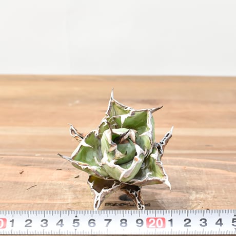 アガベ チタノタ ブラックアンドブルー / BB 藍球 【台湾 dragon agave産/抜き苗/子株】DG25010746(T)