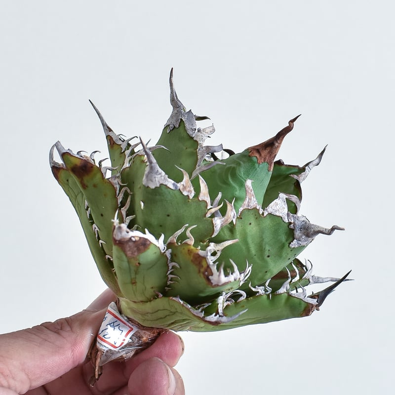 agave titanota cheater 猟豹 アガベ チタノタ チーター 