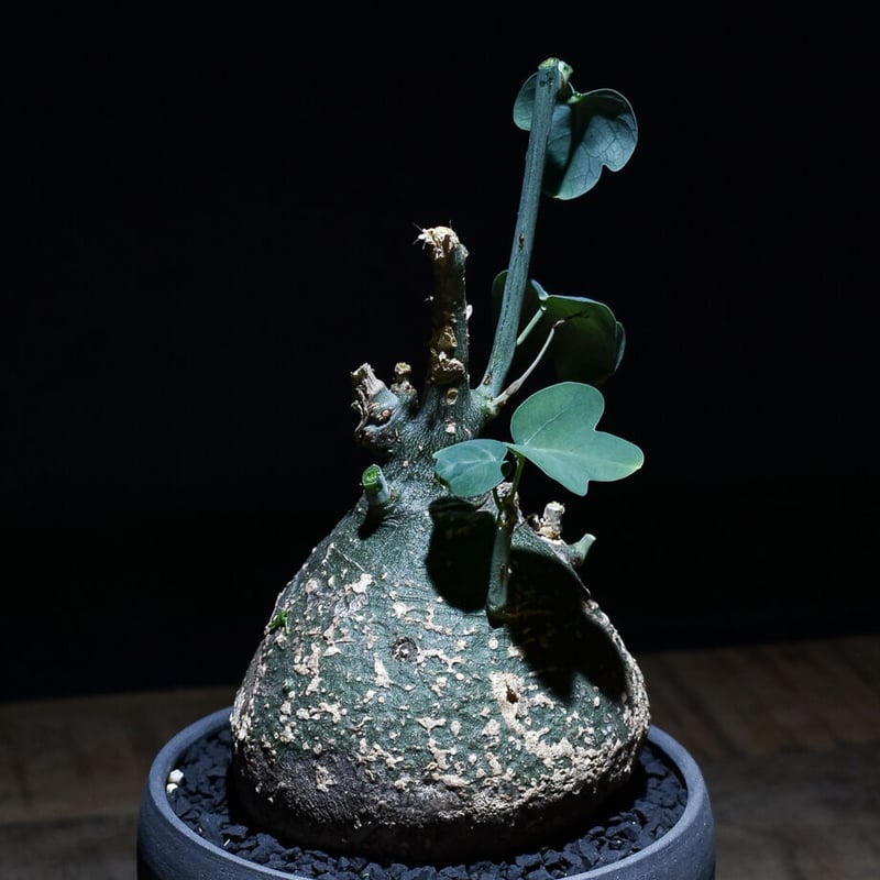 アデニアスピノーサ （発根済み）Mサイズ RF22894 | RAFLUM / ラフラム